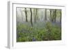 Bluebell Wood in Morning Mist, Lower Oddington, Cotswolds, Gloucestershire, United Kingdom, Europe-Stuart Black-Framed Photographic Print