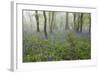 Bluebell Wood in Morning Mist, Lower Oddington, Cotswolds, Gloucestershire, United Kingdom, Europe-Stuart Black-Framed Photographic Print