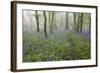 Bluebell Wood in Morning Mist, Lower Oddington, Cotswolds, Gloucestershire, United Kingdom, Europe-Stuart Black-Framed Photographic Print