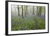 Bluebell Wood in Morning Mist, Lower Oddington, Cotswolds, Gloucestershire, United Kingdom, Europe-Stuart Black-Framed Photographic Print