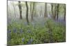 Bluebell Wood in Morning Mist, Lower Oddington, Cotswolds, Gloucestershire, United Kingdom, Europe-Stuart Black-Mounted Photographic Print