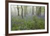 Bluebell Wood in Morning Mist, Lower Oddington, Cotswolds, Gloucestershire, United Kingdom, Europe-Stuart Black-Framed Photographic Print