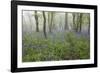 Bluebell Wood in Morning Mist, Lower Oddington, Cotswolds, Gloucestershire, United Kingdom, Europe-Stuart Black-Framed Photographic Print