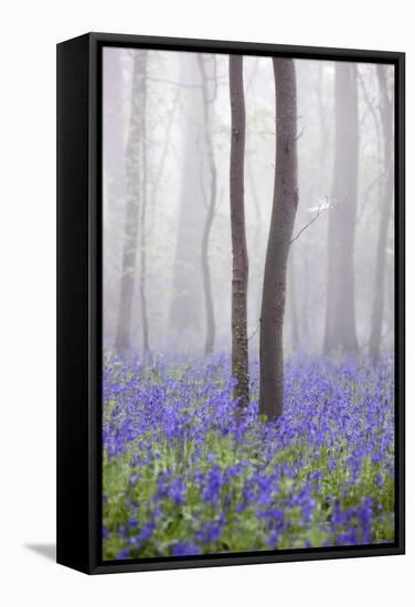 Bluebell Wood in Morning Mist, Lower Oddington, Cotswolds, Gloucestershire, United Kingdom, Europe-Stuart Black-Framed Stretched Canvas