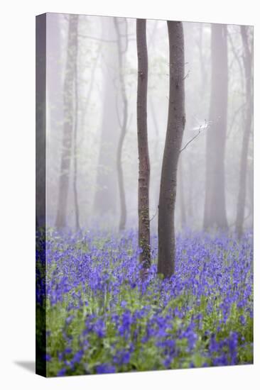 Bluebell Wood in Morning Mist, Lower Oddington, Cotswolds, Gloucestershire, United Kingdom, Europe-Stuart Black-Stretched Canvas