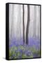 Bluebell Wood in Morning Mist, Lower Oddington, Cotswolds, Gloucestershire, United Kingdom, Europe-Stuart Black-Framed Stretched Canvas