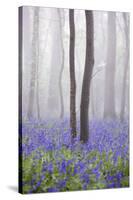 Bluebell Wood in Morning Mist, Lower Oddington, Cotswolds, Gloucestershire, United Kingdom, Europe-Stuart Black-Stretched Canvas