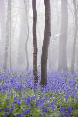 https://imgc.allpostersimages.com/img/posters/bluebell-wood-in-morning-mist-lower-oddington-cotswolds-gloucestershire-united-kingdom-europe_u-L-PSLJM90.jpg?artPerspective=n