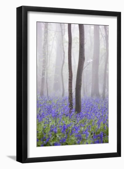 Bluebell Wood in Morning Mist, Lower Oddington, Cotswolds, Gloucestershire, United Kingdom, Europe-Stuart Black-Framed Photographic Print