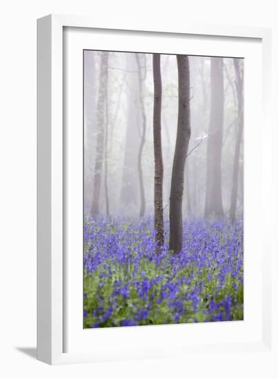 Bluebell Wood in Morning Mist, Lower Oddington, Cotswolds, Gloucestershire, United Kingdom, Europe-Stuart Black-Framed Photographic Print