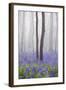 Bluebell Wood in Morning Mist, Lower Oddington, Cotswolds, Gloucestershire, United Kingdom, Europe-Stuart Black-Framed Photographic Print