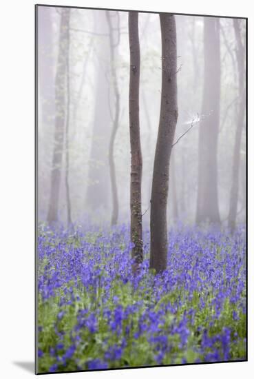 Bluebell Wood in Morning Mist, Lower Oddington, Cotswolds, Gloucestershire, United Kingdom, Europe-Stuart Black-Mounted Photographic Print