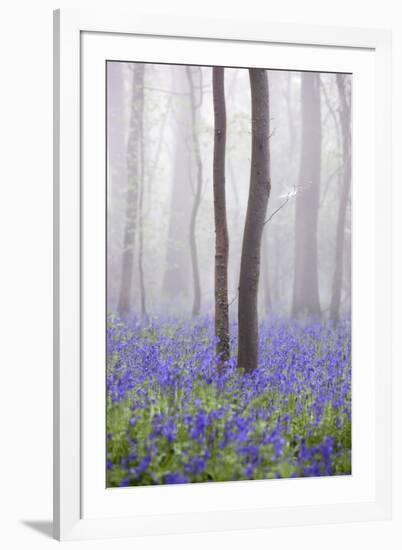 Bluebell Wood in Morning Mist, Lower Oddington, Cotswolds, Gloucestershire, United Kingdom, Europe-Stuart Black-Framed Photographic Print