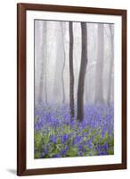 Bluebell Wood in Morning Mist, Lower Oddington, Cotswolds, Gloucestershire, United Kingdom, Europe-Stuart Black-Framed Photographic Print