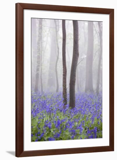 Bluebell Wood in Morning Mist, Lower Oddington, Cotswolds, Gloucestershire, United Kingdom, Europe-Stuart Black-Framed Photographic Print