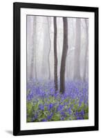 Bluebell Wood in Morning Mist, Lower Oddington, Cotswolds, Gloucestershire, United Kingdom, Europe-Stuart Black-Framed Photographic Print