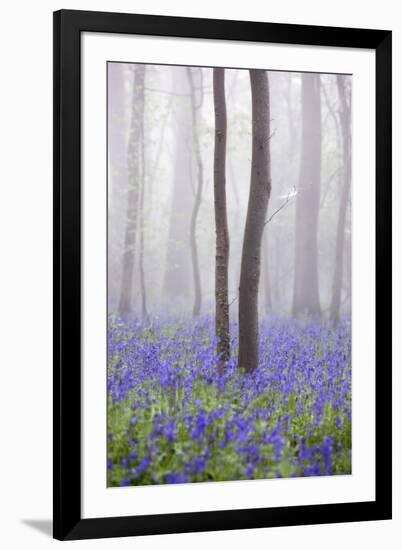 Bluebell Wood in Morning Mist, Lower Oddington, Cotswolds, Gloucestershire, United Kingdom, Europe-Stuart Black-Framed Photographic Print