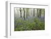 Bluebell Wood in Morning Mist, Lower Oddington, Cotswolds, Gloucestershire, United Kingdom, Europe-Stuart Black-Framed Photographic Print