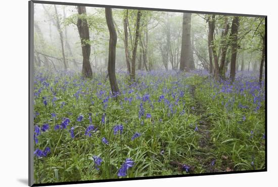 Bluebell Wood in Morning Mist, Lower Oddington, Cotswolds, Gloucestershire, United Kingdom, Europe-Stuart Black-Mounted Photographic Print