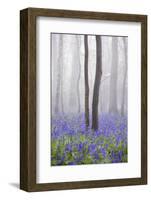Bluebell Wood in Morning Mist, Lower Oddington, Cotswolds, Gloucestershire, United Kingdom, Europe-Stuart Black-Framed Photographic Print