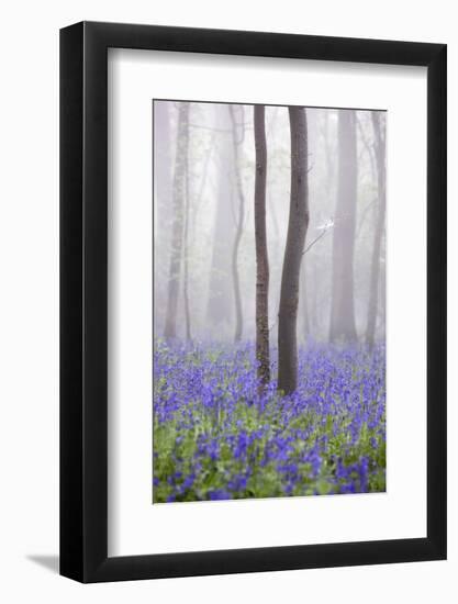 Bluebell Wood in Morning Mist, Lower Oddington, Cotswolds, Gloucestershire, United Kingdom, Europe-Stuart Black-Framed Photographic Print