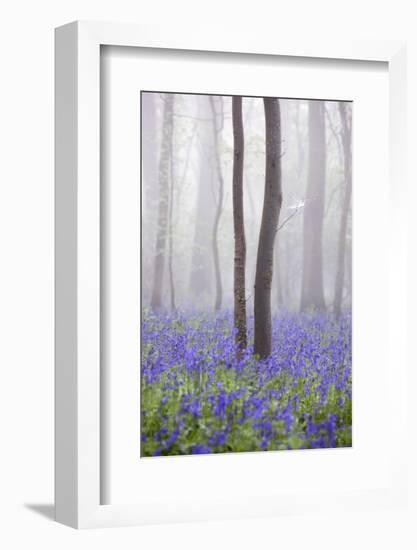 Bluebell Wood in Morning Mist, Lower Oddington, Cotswolds, Gloucestershire, United Kingdom, Europe-Stuart Black-Framed Photographic Print