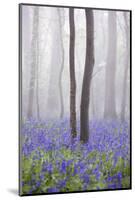 Bluebell Wood in Morning Mist, Lower Oddington, Cotswolds, Gloucestershire, United Kingdom, Europe-Stuart Black-Mounted Photographic Print