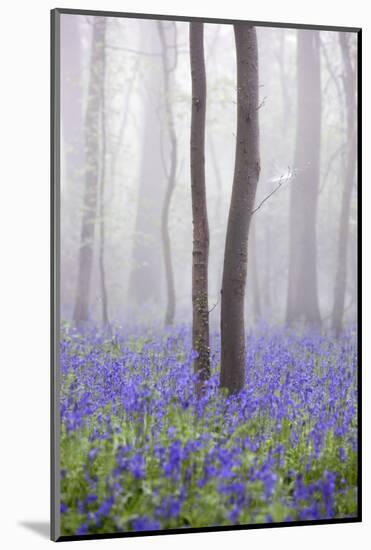 Bluebell Wood in Morning Mist, Lower Oddington, Cotswolds, Gloucestershire, United Kingdom, Europe-Stuart Black-Mounted Photographic Print