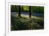 Bluebell wood scenic horizontal-Charles Bowman-Framed Photographic Print