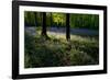 Bluebell wood scenic horizontal-Charles Bowman-Framed Photographic Print