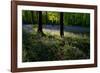 Bluebell wood scenic horizontal-Charles Bowman-Framed Photographic Print