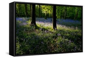 Bluebell wood scenic horizontal-Charles Bowman-Framed Stretched Canvas