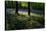 Bluebell wood scenic horizontal-Charles Bowman-Stretched Canvas