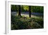 Bluebell wood scenic horizontal-Charles Bowman-Framed Photographic Print