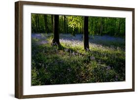 Bluebell wood scenic horizontal-Charles Bowman-Framed Photographic Print