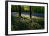 Bluebell wood scenic horizontal-Charles Bowman-Framed Photographic Print