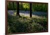 Bluebell wood scenic horizontal-Charles Bowman-Framed Photographic Print