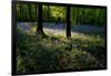 Bluebell wood scenic horizontal-Charles Bowman-Framed Photographic Print