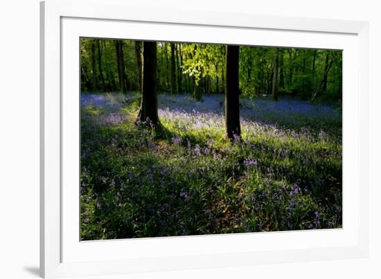 Bluebell wood scenic horizontal-Charles Bowman-Framed Photographic Print
