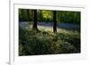 Bluebell wood scenic horizontal-Charles Bowman-Framed Photographic Print