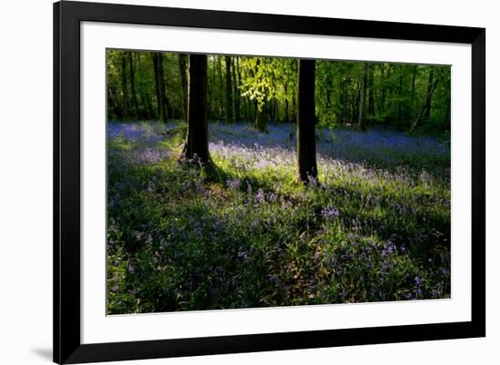 Bluebell wood scenic horizontal-Charles Bowman-Framed Photographic Print