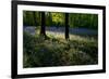 Bluebell wood scenic horizontal-Charles Bowman-Framed Photographic Print