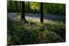 Bluebell wood scenic horizontal-Charles Bowman-Mounted Photographic Print