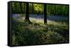 Bluebell wood scenic horizontal-Charles Bowman-Framed Stretched Canvas