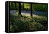 Bluebell wood scenic horizontal-Charles Bowman-Framed Stretched Canvas