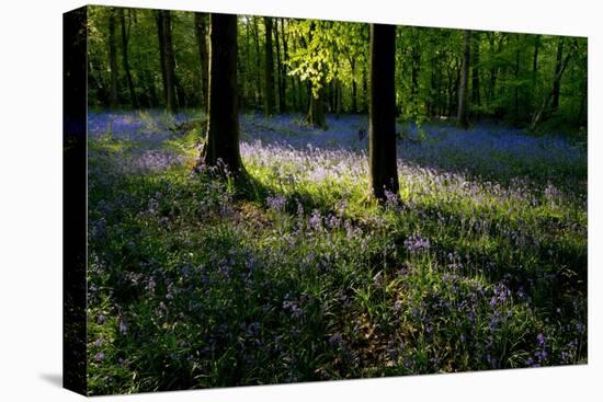 Bluebell wood scenic horizontal-Charles Bowman-Stretched Canvas