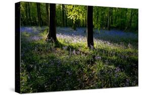 Bluebell wood scenic horizontal-Charles Bowman-Stretched Canvas