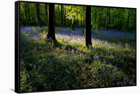 Bluebell wood scenic horizontal-Charles Bowman-Framed Stretched Canvas