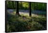 Bluebell wood scenic horizontal-Charles Bowman-Framed Stretched Canvas