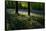Bluebell wood scenic horizontal-Charles Bowman-Framed Stretched Canvas